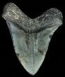 Serrated Megalodon Tooth - South Carolina #70260-2